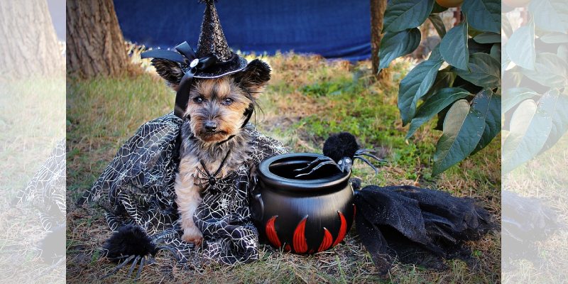 Dicas de fantasias de halloween para cachorro