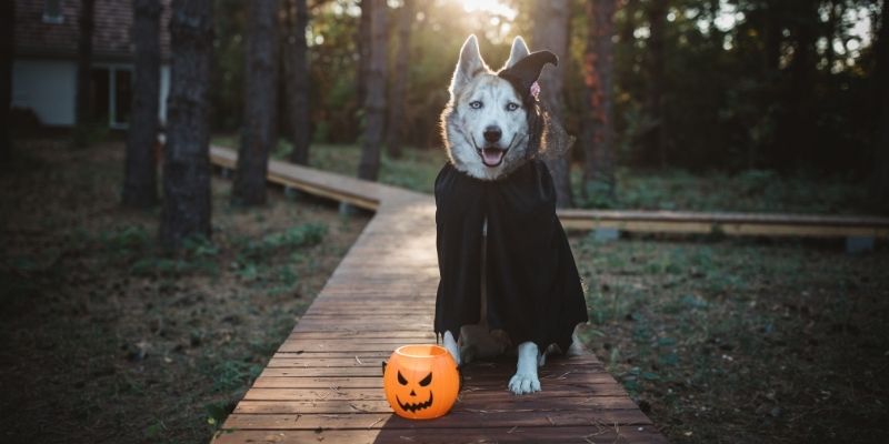 Moldes de bruxa para Halloween - Como fazer em casa  Coisas de halloween,  Halloween caseiro, Padrões de halloween