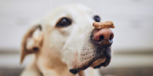 Como fazer biscoito natural para cães