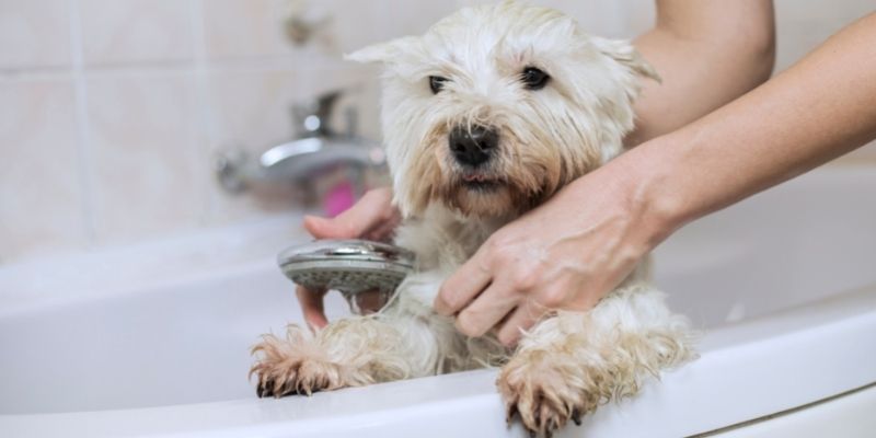 quantas vezes eu devo dar banho no cachorro?