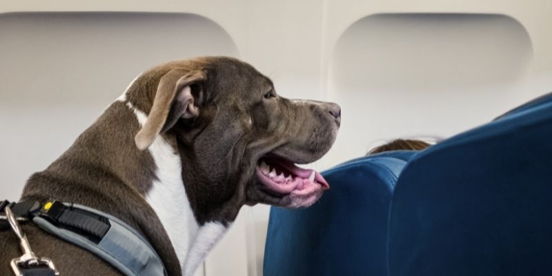 Como transportar cachorro de grande porte em avião