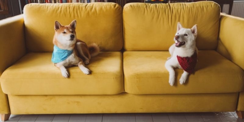 Truques para o cachorro não subir no sofá